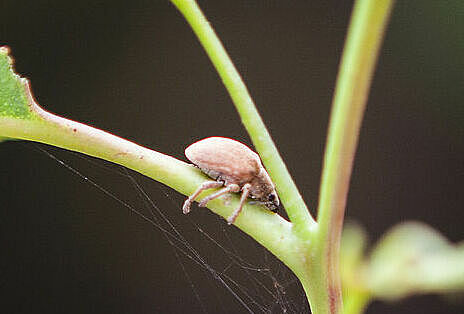 Eucalyptus snout beetle