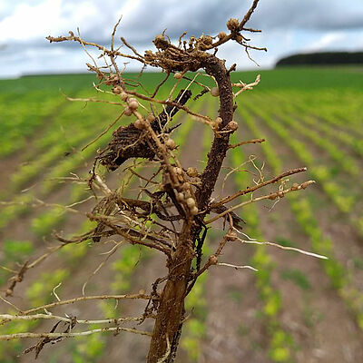 Root damage caused by Fusarium solani