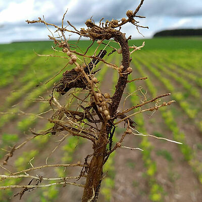 Root damage caused by Fusarium solani