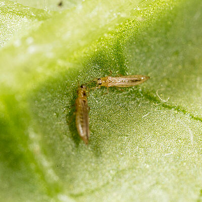 Western Flower Thrips Frankliniella occidentalis on a leaf