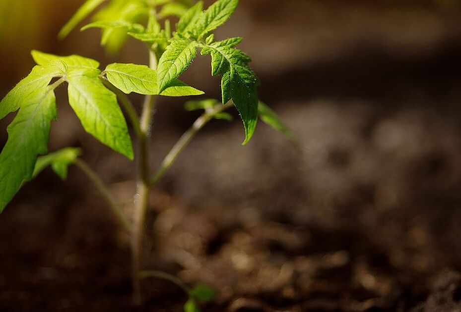 A Trianum hatásának legjobb indikátora a növény állapota