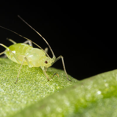 Foxglove aphid Aulacorthum solani