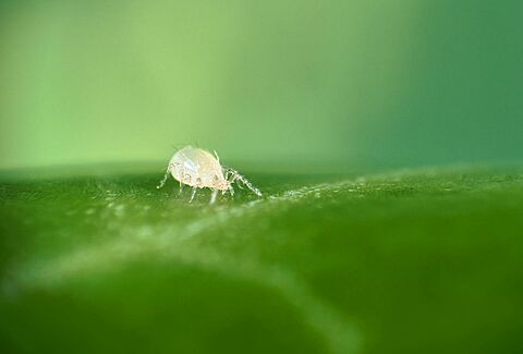 Introducing Montdo Ulti-Mite: Innovative defense against invasive thrips
