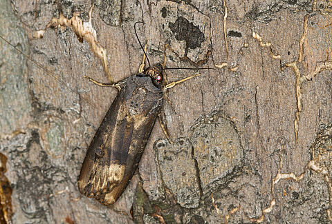 Cutworms