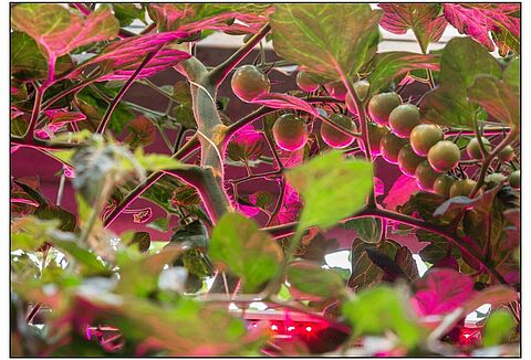 Pollination under artificial lights