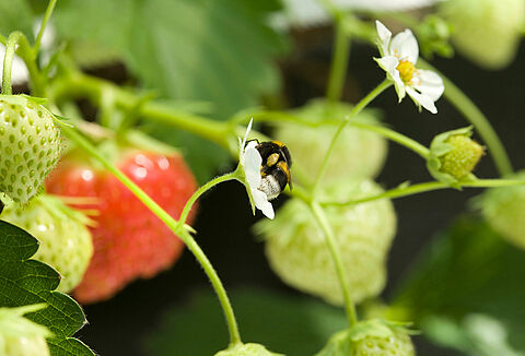 Treatment of bumblebee stings and allergies