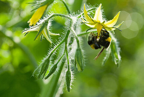 Online course: How to achieve successful pollination