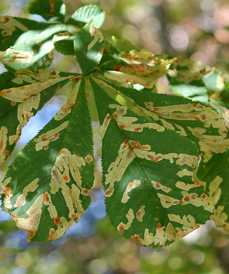 Horsechestnut leafminer Cameraria ohridella Damage on chestnut
