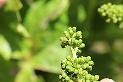 Larva of the European grapevine moth Lobesia botrana
