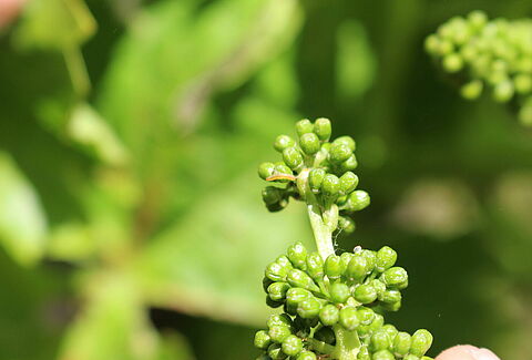 European vine moth