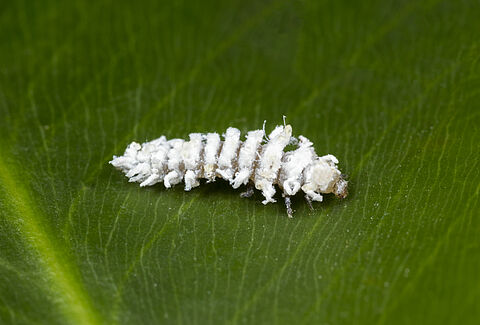 Operation Mealybug