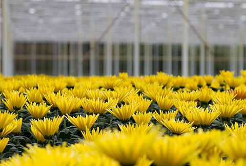 Chrysanthemum