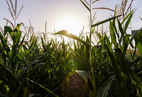Growers in salt-affected areas find solution to soil-borne diseases in Trianum
