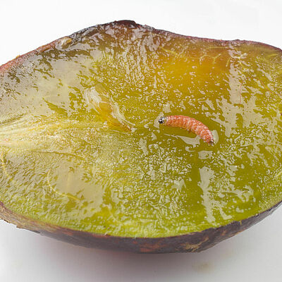 Red plum maggot Cydia funebrana Larva in a plum