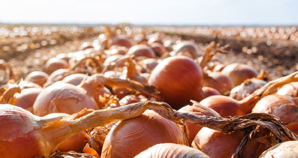Trial results onion fly, bean seed fly and fusarium wilt
