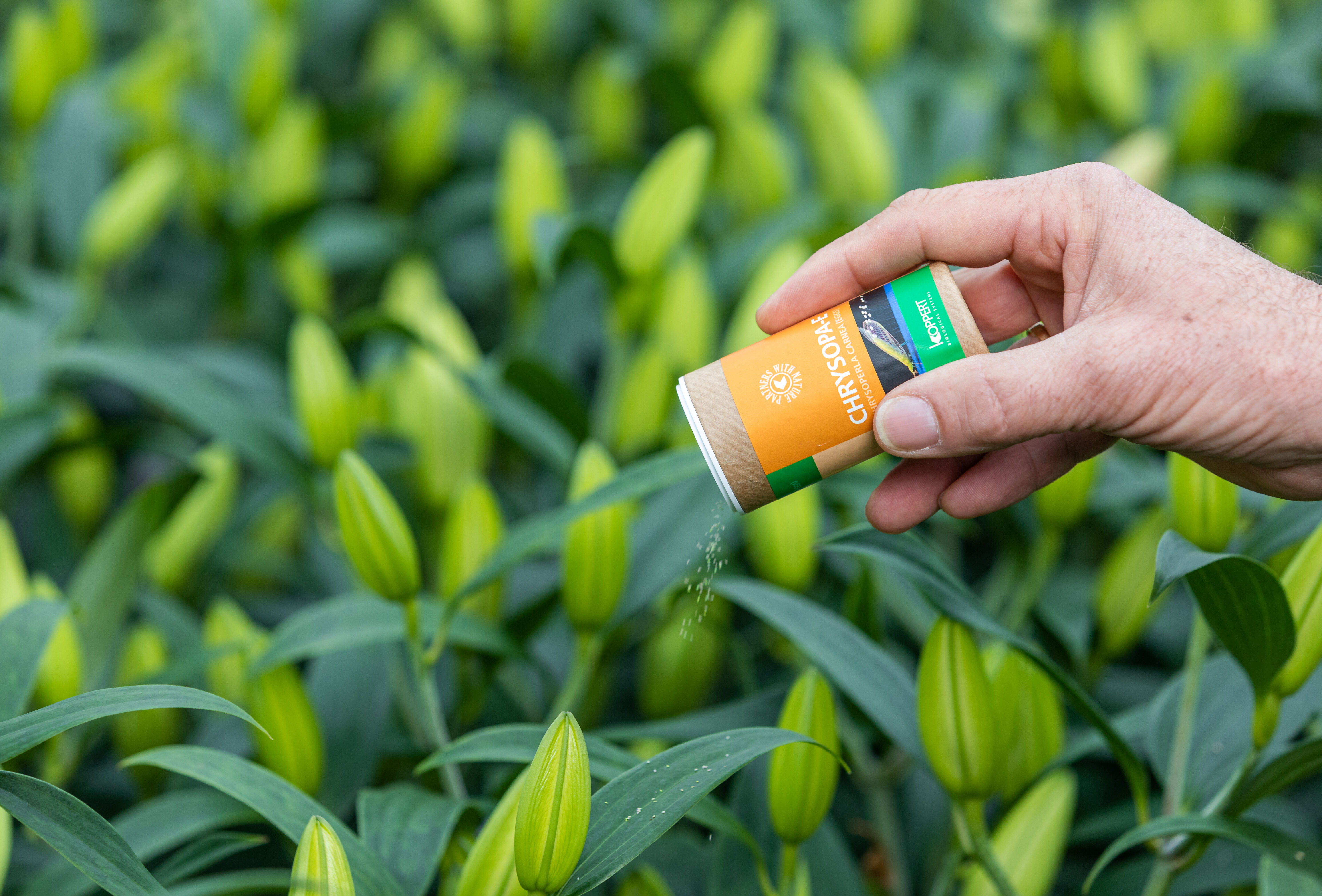 Voordeligere en betere biologische bestrijding van bladluis, wolluis en Echinotrips