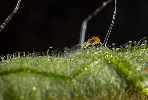 Two-spotted spider mite Tetranychus utricae