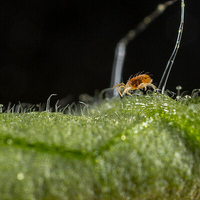 Two-spotted spider mite Tetranychus utricae