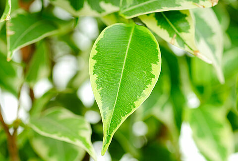 Green potted plants