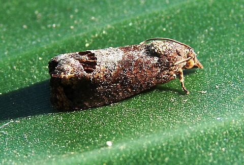 Litchi moth