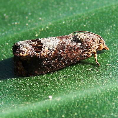 False codling moth Cryptophlebia peltastica Adult