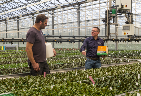 Entonem houdt jonge orchideeën vrij van Sciara's