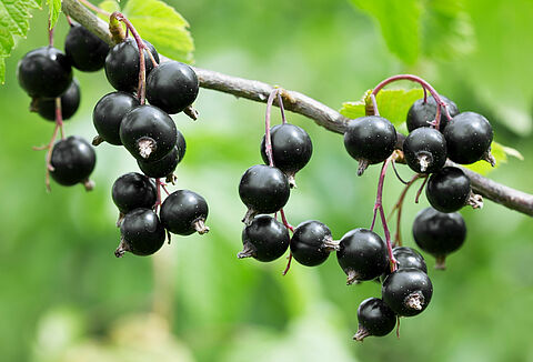 Black currant