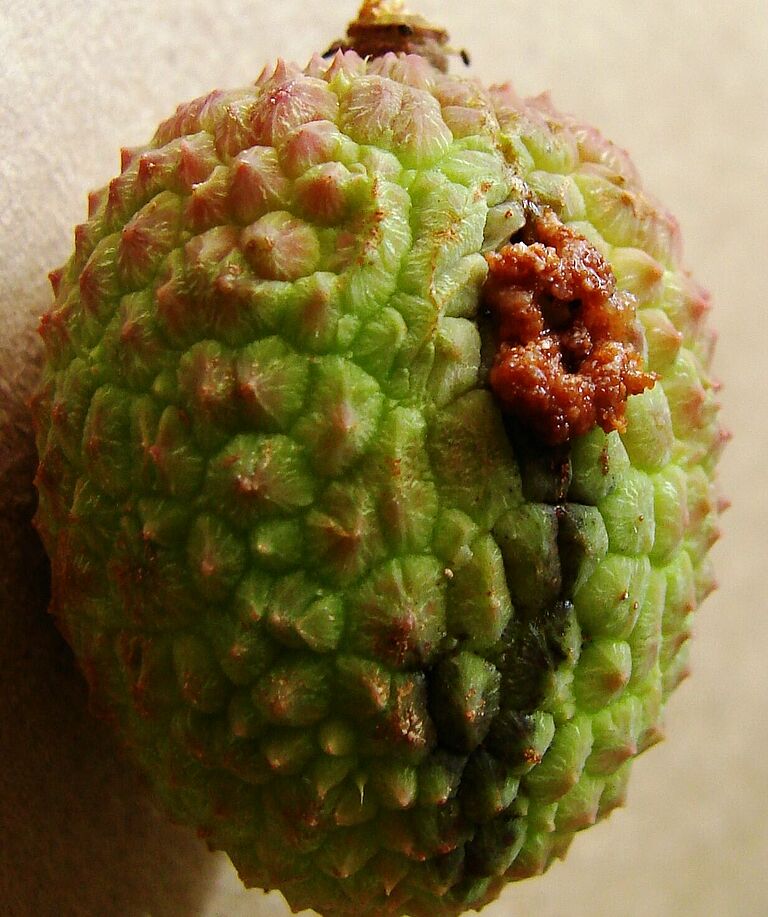 False codling moth Cryptophlebia peltastica Damage