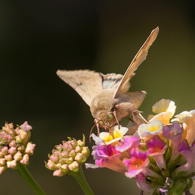 Adult form of the Bollworm Helicoverpa zea