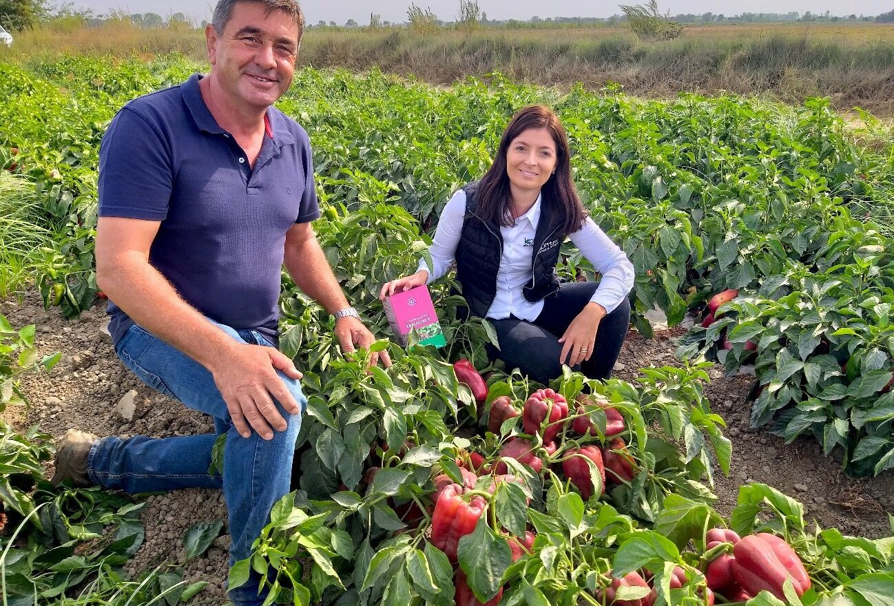 Trianum-P improves open field pepper production in Portugal
