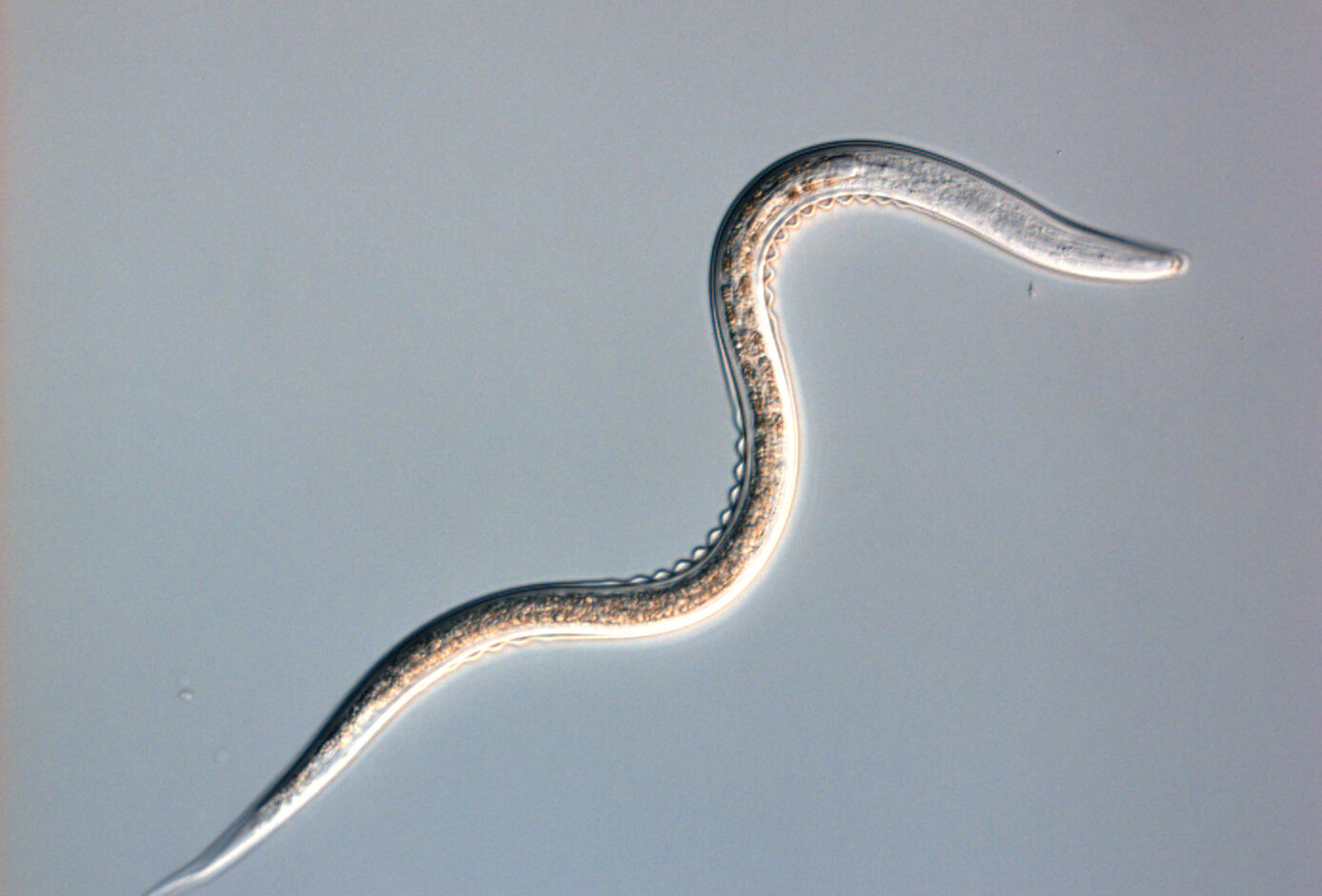 New Larvanem formulation with excellent dissolvability