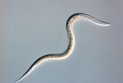 New Larvanem formulation with excellent dissolvability