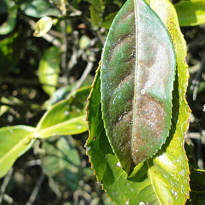 Damage caused by Tea red spider mite Oligonychus coffeae
