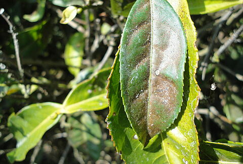 Tea spider mite