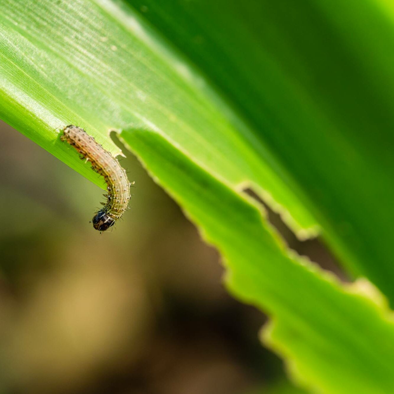 Larva of the Fall armyworm Spodoptera frugiperda