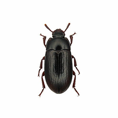 Lesser mealworm Alphitobius diaperinus adult stage