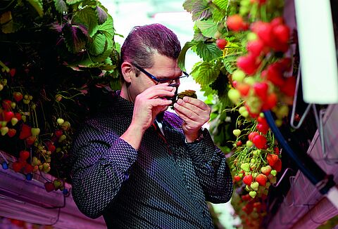 Phytoseiulus persimilis has been an important trump card in spider mite control for many years now