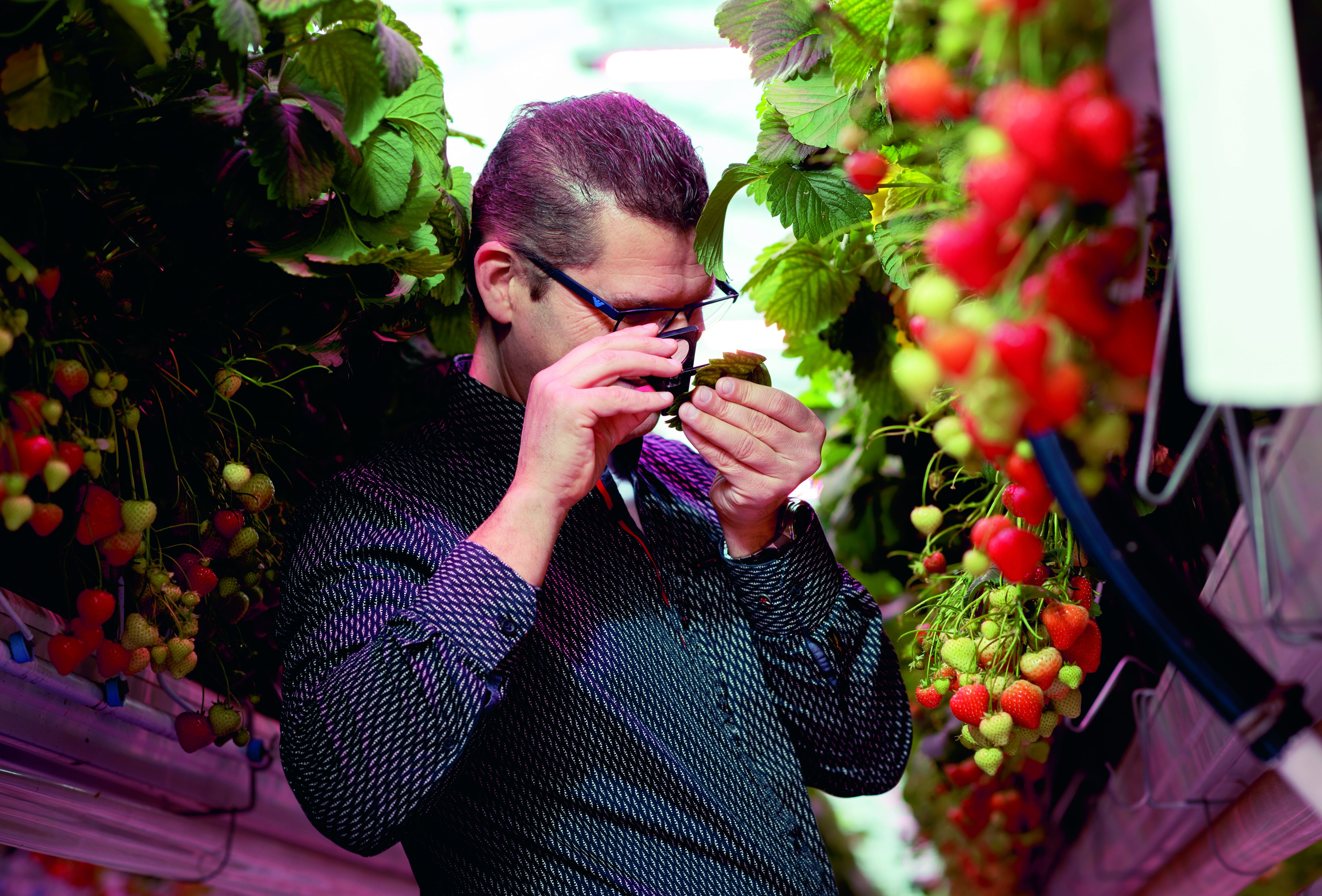 Phytoseiulus persimilis has been an important trump card in spider mite control for many years now