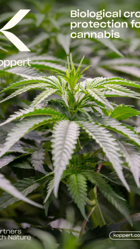 Cannabis Brochure