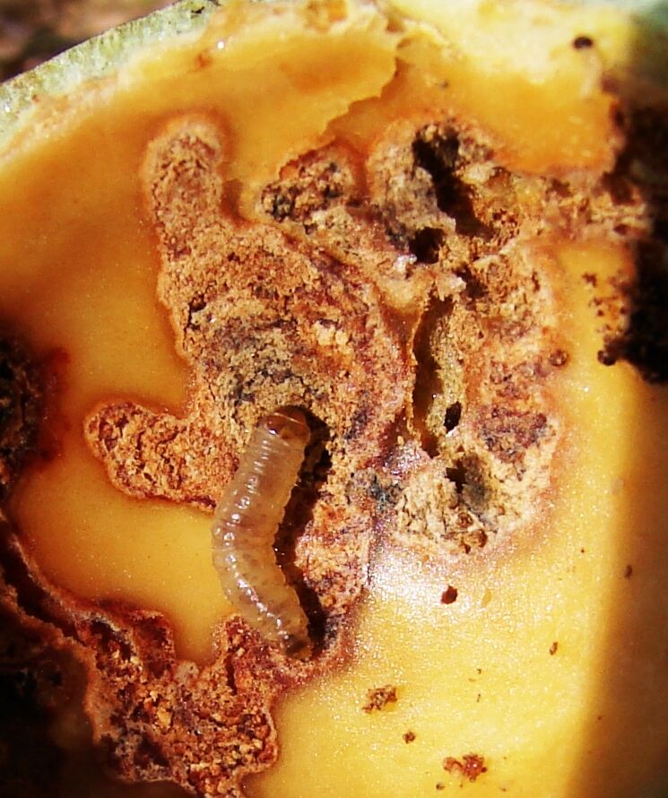 Macadamia nut borer Thaumatotibia batrachopa