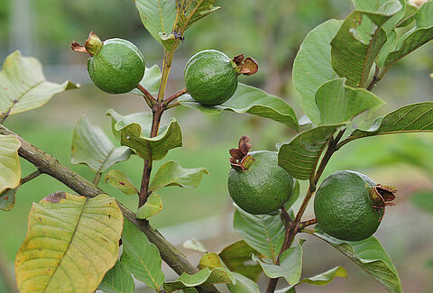 Guava