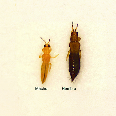 Thrips Parvispinus Adult