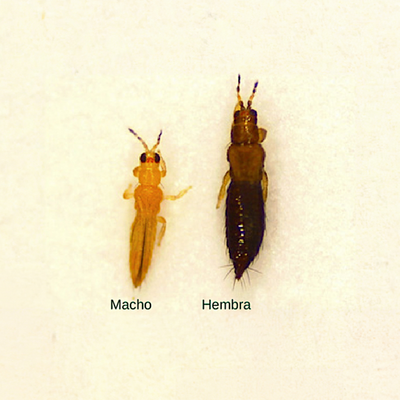 Thrips parvispinus Adults