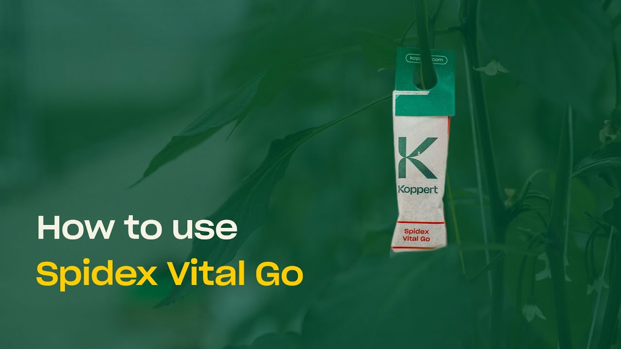 How To Use Spidex Vital Go - Predatory Mites to Control Spider Mites How To Use Spidex Vital Go - Predatory Mites to Control Spider Mites