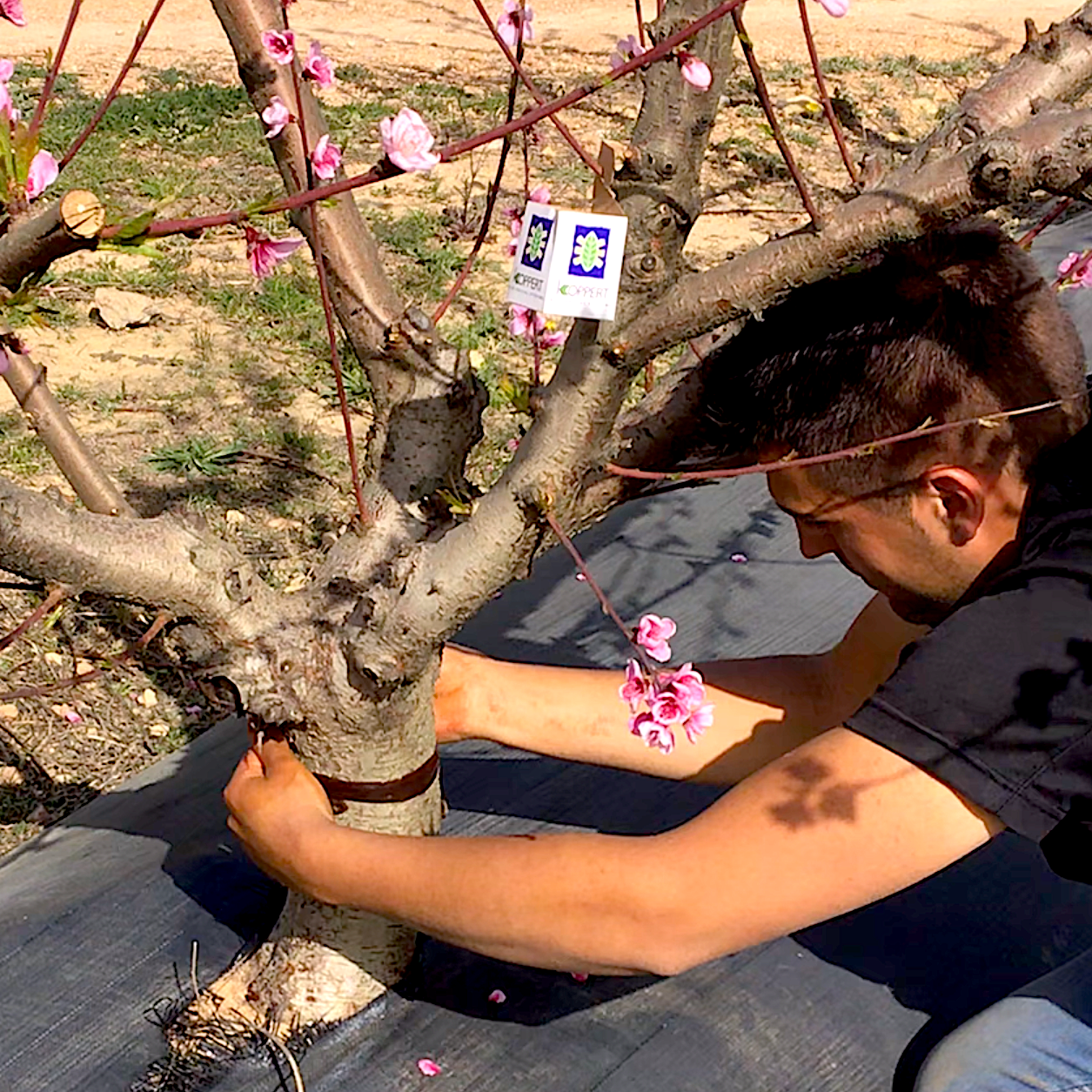 PEGAFIT-APPLICATION.png PEGAFIT-APPLICATION.png