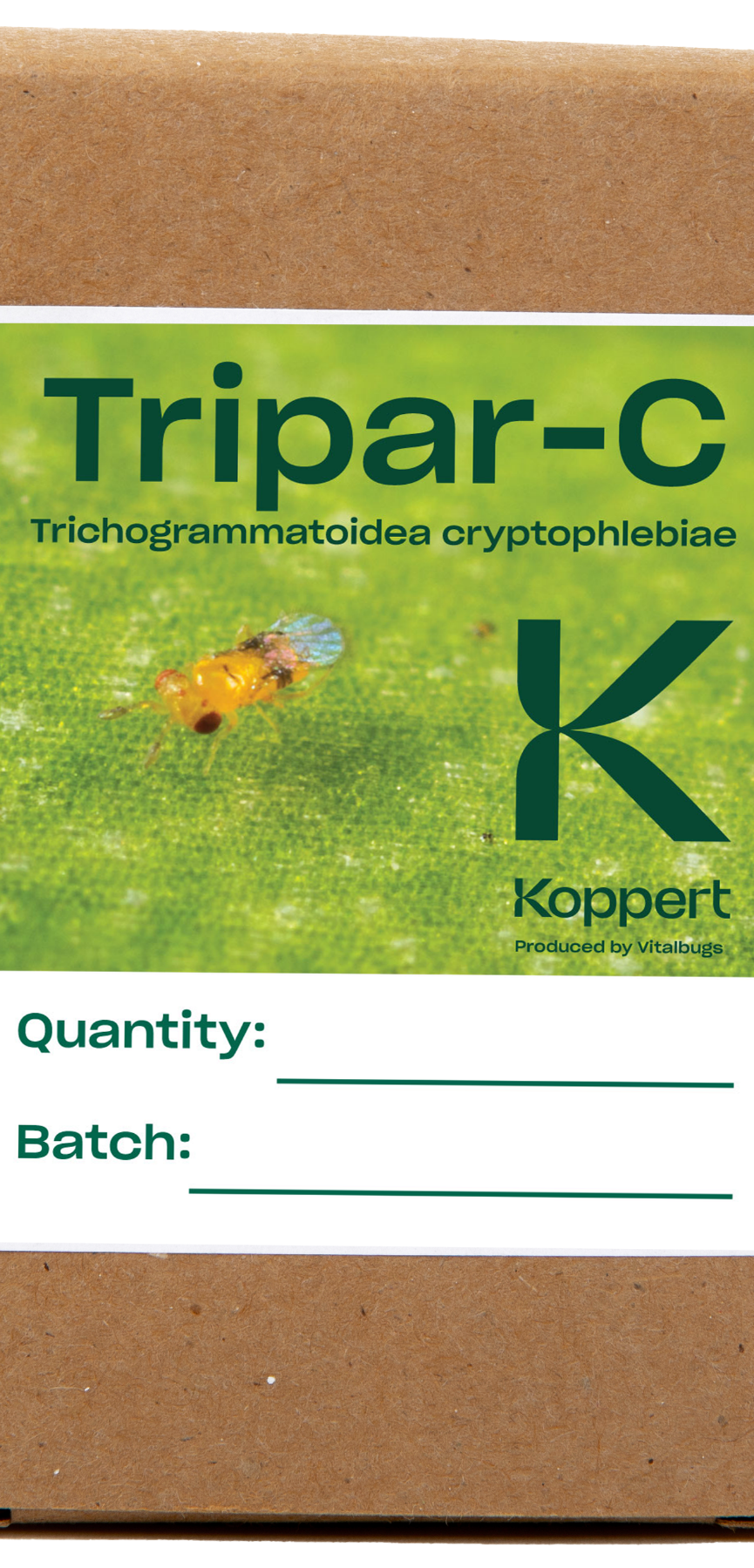 Thripar-C_01.jpg