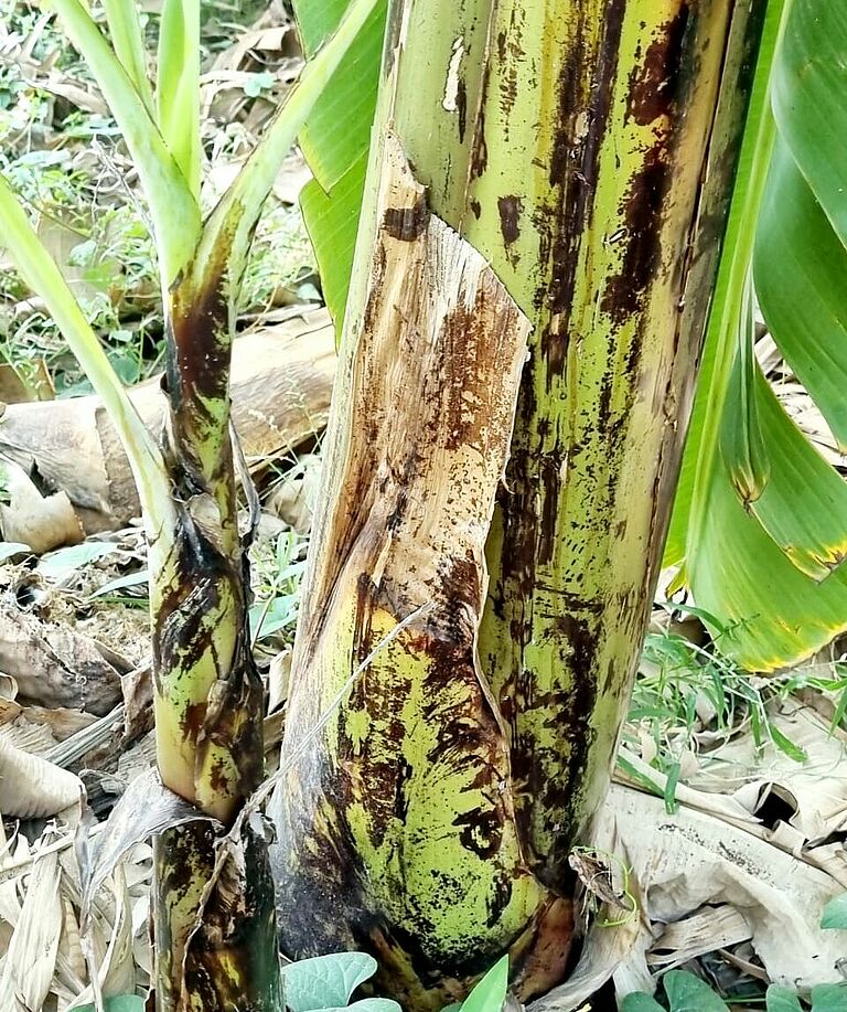 Banana thrips Chaetanaphothrips signipennis Damage on banana plant