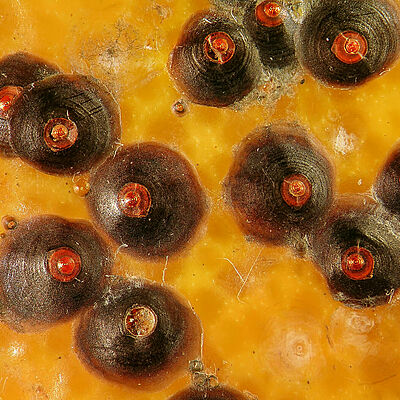 Circular scale Chrysomphalus aonidum