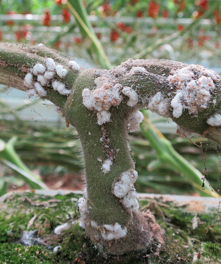 Citrus mealybug Planococcus citri infestation on stem