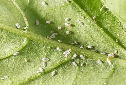 Solanum mealybug Phenacoccus solani